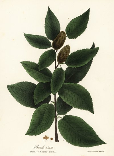 Bouleau noir ou bouleau cerisier, Betula lenta - Endicott Endicott