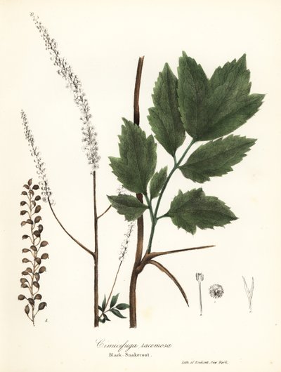 Cohosh noir, Actaea racemosa - Endicott Endicott