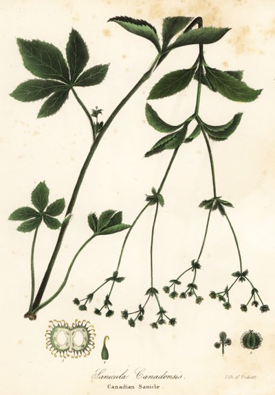 Sanicle du Canada, Sanicula canadensis - Endicott Endicott