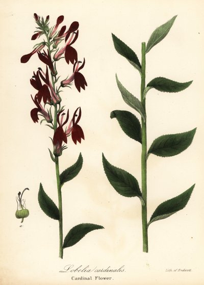 Lobelia cardinalis - Endicott Endicott