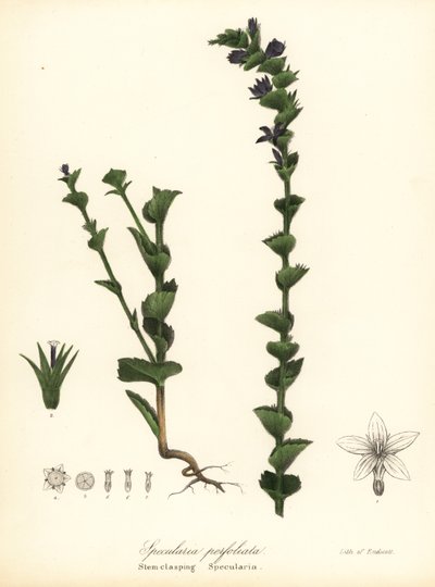Miroir de Vénus ou campanule à feuilles embrassantes, Triodanis perfoliata (Specularia perfoliata) - Endicott Endicott