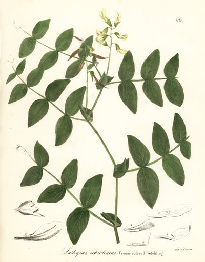Pois crème ou gesse crème, Lathyrus ochroleucus - Endicott Endicott
