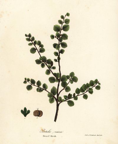 Bouleau nain, Betula nana - Endicott Endicott