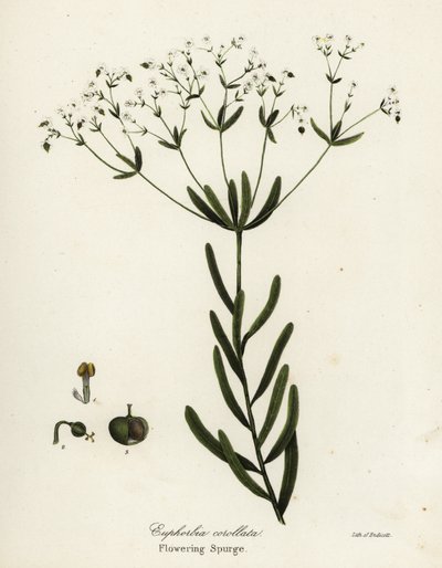 Euphorbe fleurie, Euphorbia corollata - Endicott Endicott
