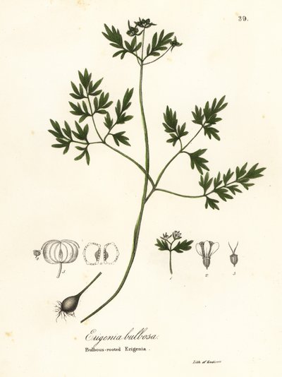 Messager du printemps, poivre et sel ou érigénie bulbeuse, Erigenia bulbosa - Endicott Endicott