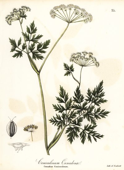 Persil de ciguë - Endicott Endicott