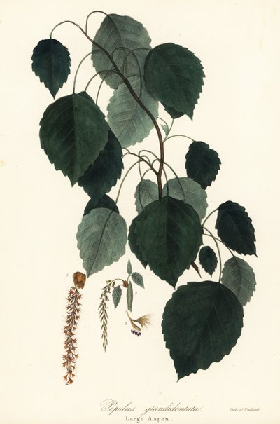 Grand tremble, peuplier à grandes dents, peuplier blanc, Populus grandidentata - Endicott Endicott