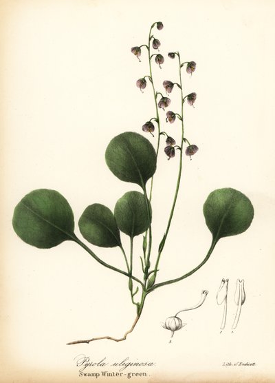 Pyrole à feuilles d