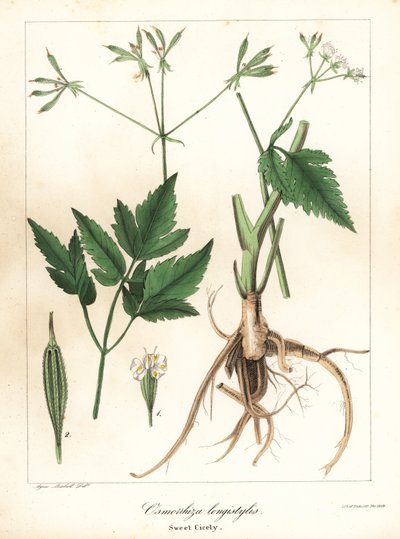 Osmorhiza longistylis - Endicott Endicott