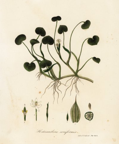 Plantain des marais ou jacinthe d