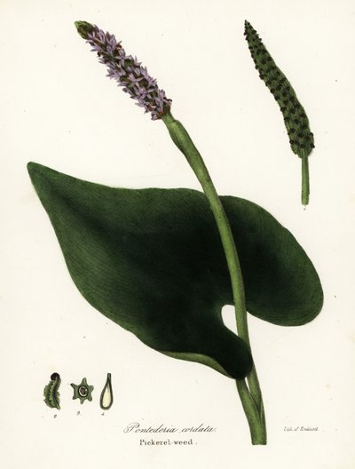 Pontederia cordata - Endicott Endicott