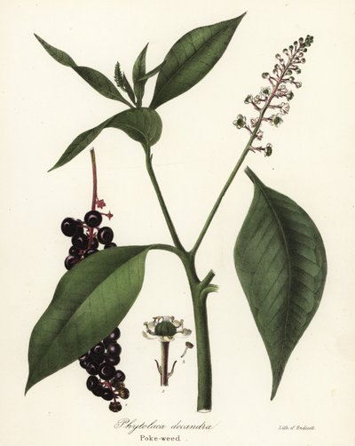 Phytolacca americana - Endicott Endicott