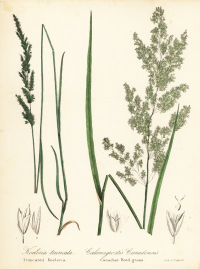 Sphenopholis obtusata et Calamagrostis canadensis - Endicott Endicott