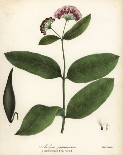 Asclépiade pourpre, Asclepias purpurascens - Endicott Endicott