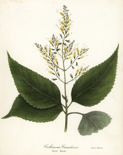 Collinsonie du Canada, Collinsonia canadensis - Endicott Endicott
