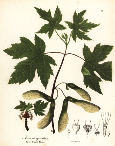 Érable argenté, Acer saccharinum (Érable à feuilles argentées, Acer dasycarpum) - Endicott Endicott