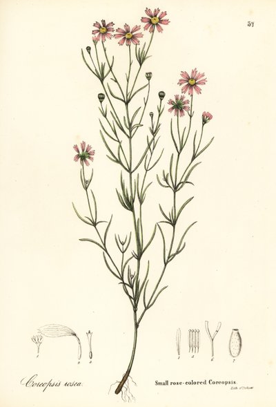 Petite coréopsis rose, Coreopsis rosea - Endicott Endicott