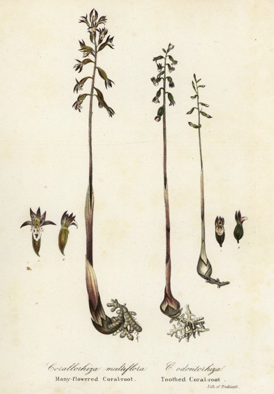 Corallorhize maculée, Corallorhiza maculata, et corallorhize d