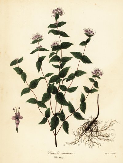 Menthe de pierre, Cunila origanoides - Endicott Endicott