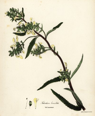 Pédiculaire des marais, Pedicularis lanceolata - Endicott Endicott