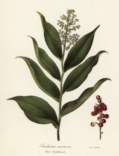 Maianthemum racemosum (Smilacina racemosa) - Endicott Endicott