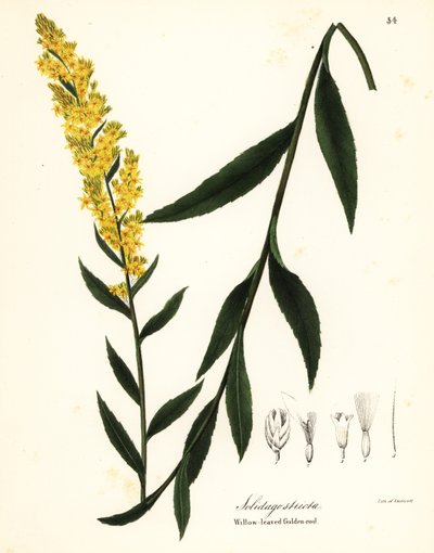 Solidago stricta - Endicott Endicott