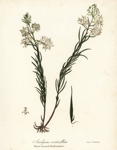 Asclépiade verticillée, Asclepias verticillata - Endicott Endicott