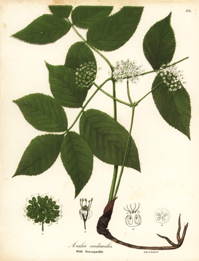 Salsepareille sauvage, Aralia nudicaulis - Endicott Endicott