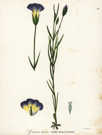 Gentiane frangée du moulin, Gentianopsis detonsa - Endicott Endicott
