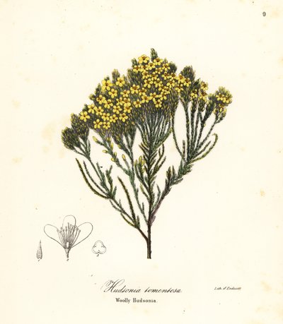 Bruyère laineuse, bruyère de plage, bruyère de sable ou hudsonie laineuse, Hudsonia tomentosa - Endicott Endicott