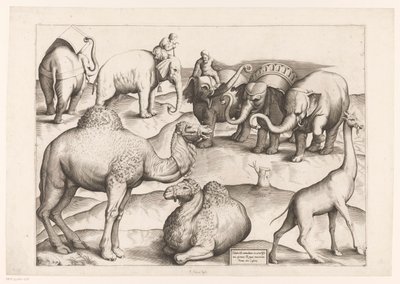 Huit animaux - Enea Vico (attributed to)