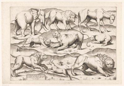 Neuf animaux sauvages - Enea Vico (attributed to)