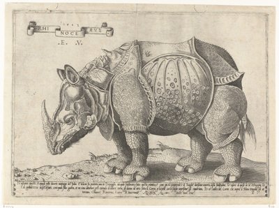 Rhinocéros - Enea Vico