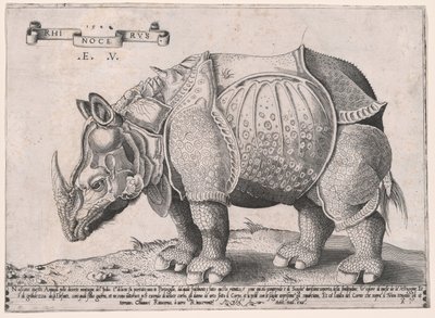Rhinocéros - Enea Vico