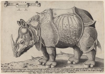 Rhinocéros - Enea Vico after Albrecht Dürer
