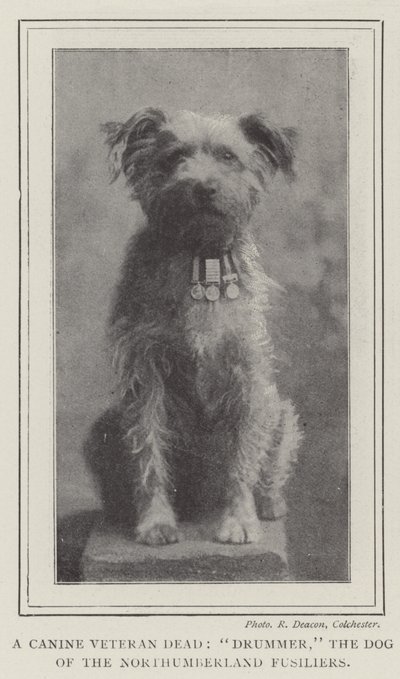 Un vétéran canin mort, Drummer, le chien des Northumberland Fusiliers - English Photographer