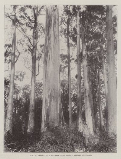 Un géant Karri-Tree dans la forêt de Denmark Hills, Australie occidentale - English Photographer