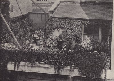 Un jardin sur le toit - English Photographer