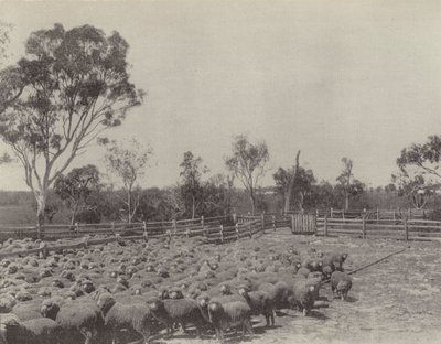 Une Station de Moutons dans le Sud du Queensland - English Photographer