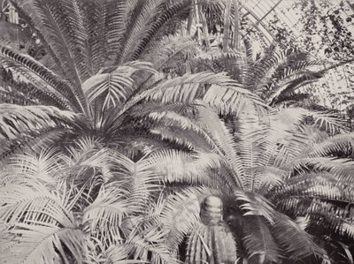Un groupe de cycas dans la serre des palmiers à Kew - English Photographer