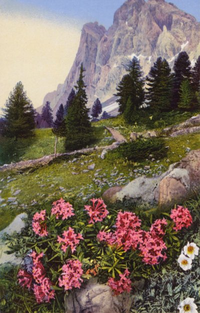 Fleurs alpines : Daphne Striata avec Dryas Octopetala (à droite) - English Photographer