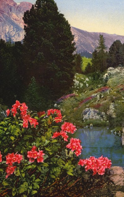 Fleurs alpines : Rhododendron Ferrugineum - English Photographer