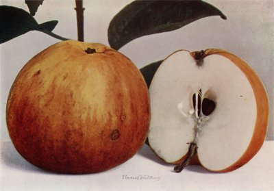 Apple, James Grieve (photo couleur) - English Photographer