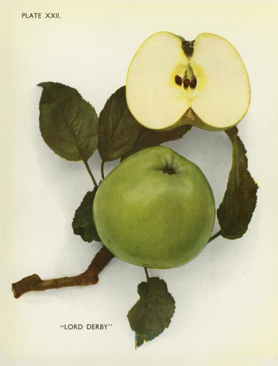 Pommes d