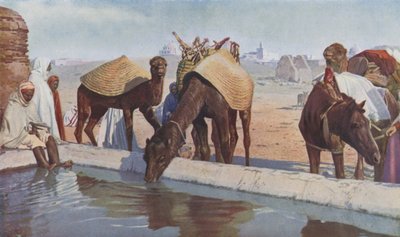Chameliers arabes (photo en couleur) - English Photographer