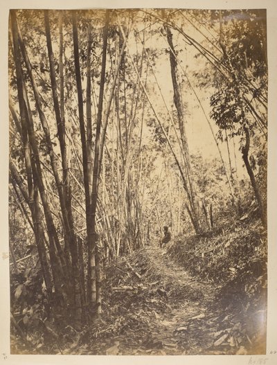 Forêt de bambous sur la Teesta. Vues de Darjeeling. Années 1870 - English Photographer