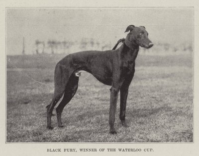 Black Fury, vainqueur de la Coupe de Waterloo - English Photographer