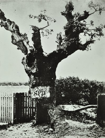 Brockley Lane : Old Oak, Londres, 1890 - English Photographer