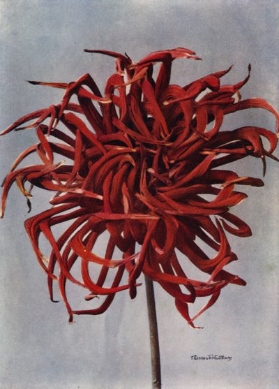 Dahlia cactus, Conqueror (photo couleur) - English Photographer