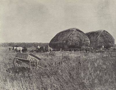 Station de Canning Downs - English Photographer